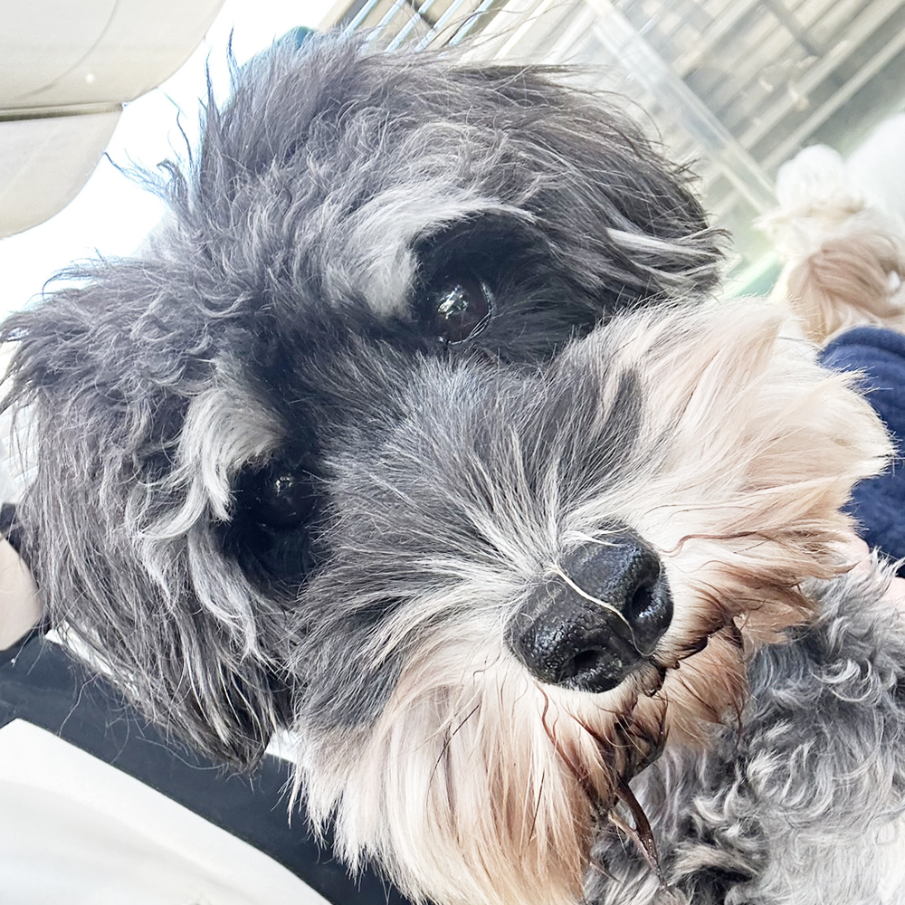 生徒が撮影したモデル犬♪②
